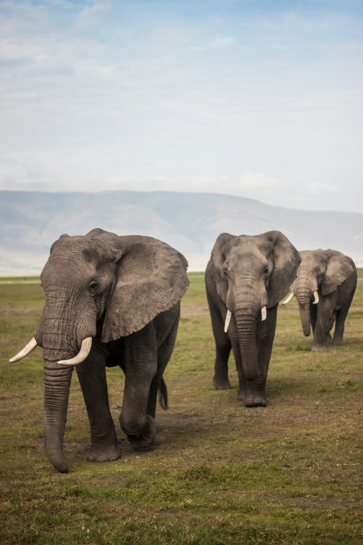 Elephants walking across the Serengeti plains, Tanzania