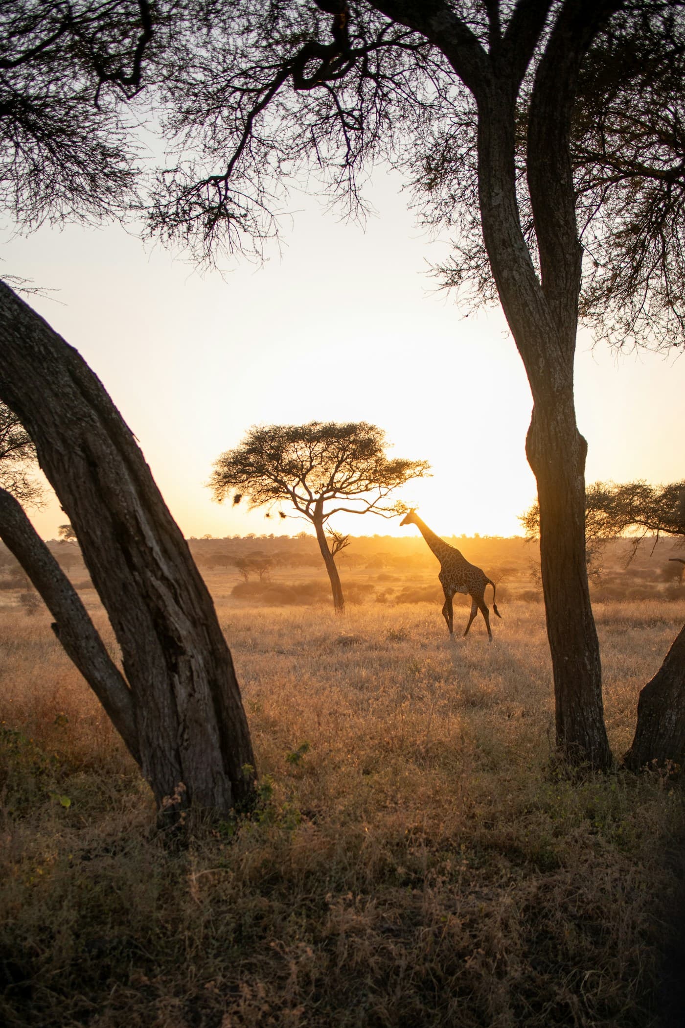 Giraffe overlooking the Serengeti, Tanzania