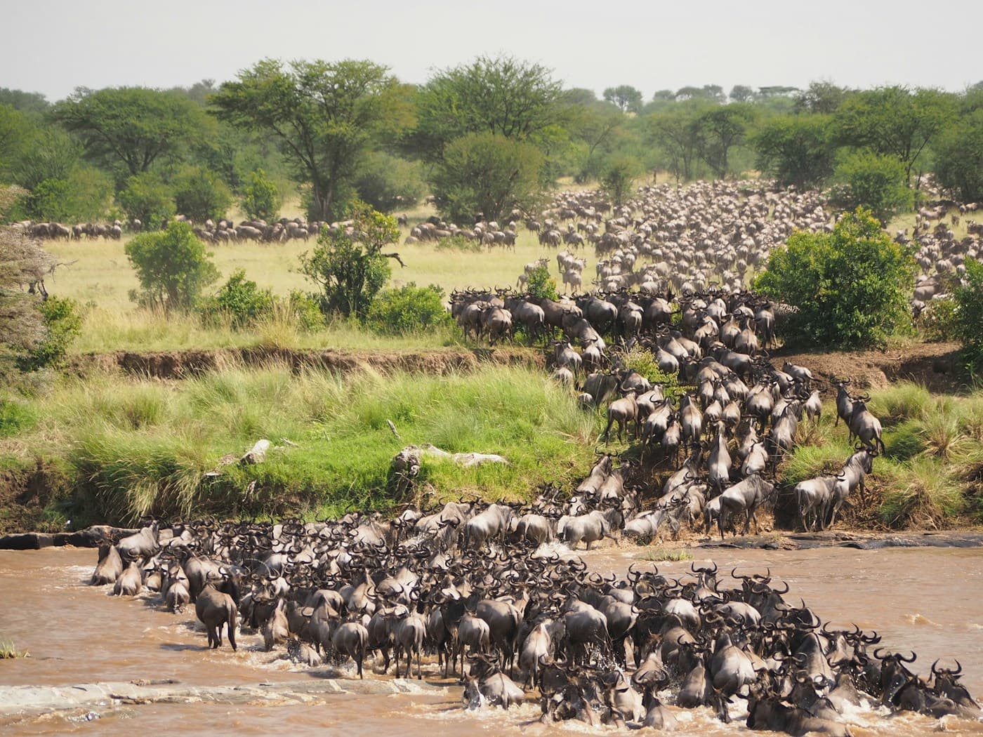 Wildebeest herds crossing the Serengeti plains, Tanzania