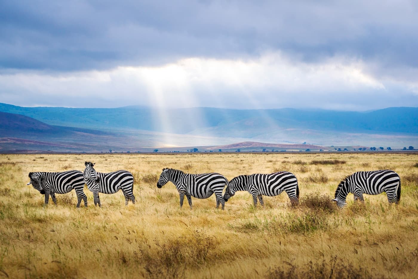 Zebras grazing on the Serengeti savanna, Tanzania